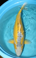 5 year old KOYO (Yellow Shusui)