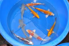 Doitsu Koi, Pearl Grinrin Ochiba und Soragoi, Metallic Chagoi und Metallic Ochiba,