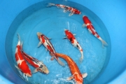 Nisai Shusui, Kin Showa, Kohaku, Kin Matsuba