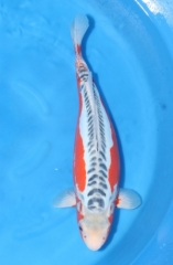 Sansai Female Shusui