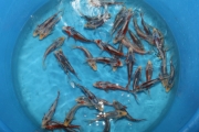 Shusui