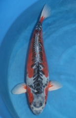 Shusui (Katsumi)