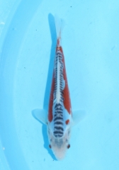 Tosai Shusui (unsexed)